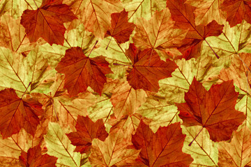 Naklejka na ściany i meble autumn maple leaves background platanus II