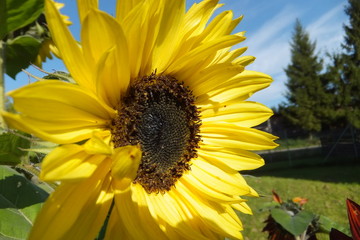 zitronengelbe Sonnenblume