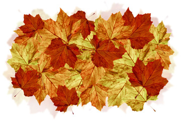 collection of autumnn maple leaves II