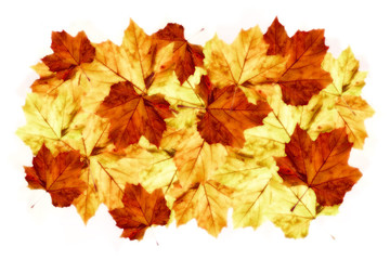 Naklejka na ściany i meble vibrant arrangement of autumnn maple leaves