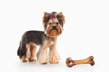 yorkie puppy on white gradient background