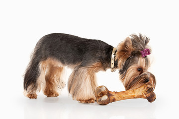 yorkie puppy on white gradient background