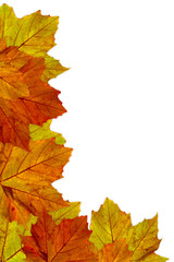 Naklejka na ściany i meble autumn maple leaves border - platanus I