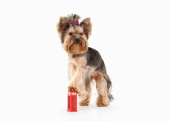 yorkie puppy on white gradient background