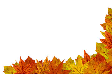 autumn maple leaves border - platanus II