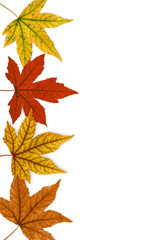 indian summer border