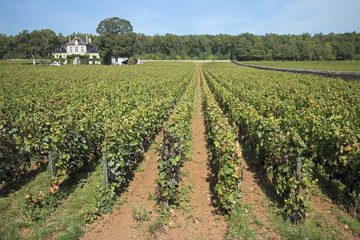 Fototapeta na wymiar French vineyard