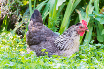 Chickens Laying hens on grass outdoors day
