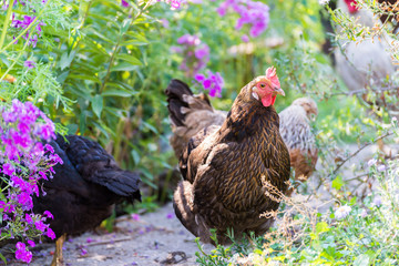 Chickens Laying hens on grass outdoors day