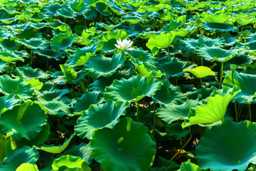 Lotus pond