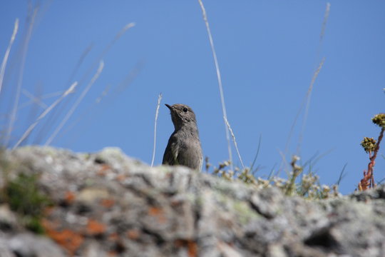 Rouge-queue noir (phoenicurus ochruros)