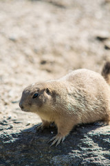 プレーリードッグ