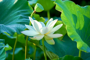 White lotus flower