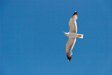 Sea gull in the sky