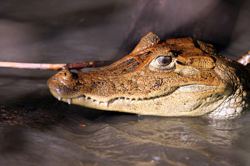 Cayman, Head of a crocodile (alligator) closeup