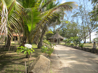 végétation seychelles