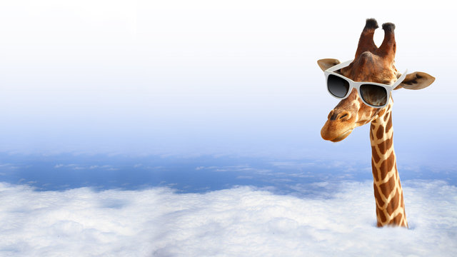 Naklejki Funny giraffe with sunglasses coming out of the clouds