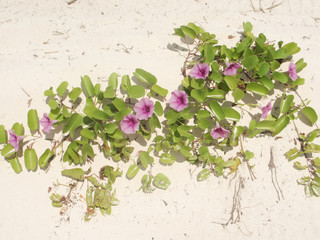 fleur sable seychelles