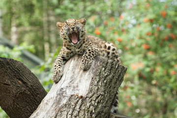 amur leopard in open-air cage