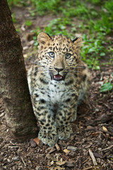 Naklejka na ściany i meble amur leopard in open-air cage