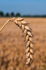 Landwirtschaft - reife Weizenähre