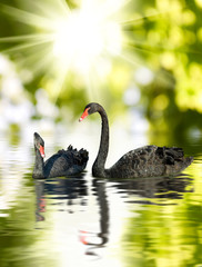 image of beautiful black swans   against the sun