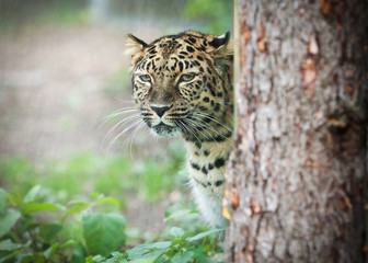 amur leopard in open-air cage - obrazy, fototapety, plakaty