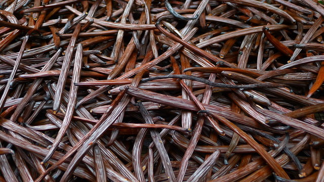 S&eacute;chage de gousses de vanille, La R&eacute;union