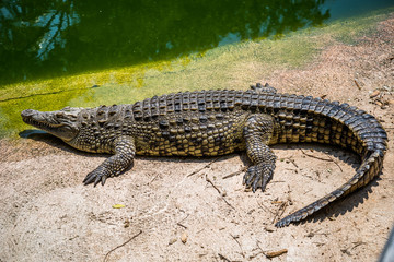 cocodrilos Crocodiles fighting for food in park.