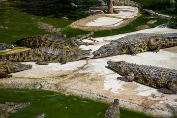 Crocodiles fighting for food in park.