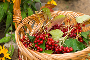 Fototapeta na wymiar Ripe viburnum berries in wicker basket