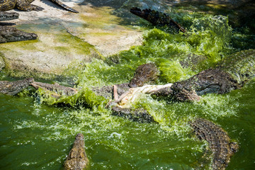 Crocodiles fighting for food in park.