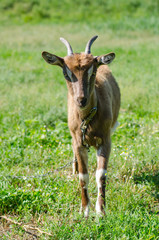 Brown goat grazed on a meadow