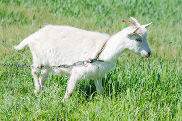 White goat grazes in a meadow