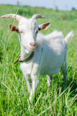 White goat grazes in a meadow