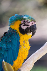 ルリコンゴウインコ