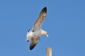 Immature Kelp Gull