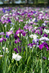 Obraz premium 花菖蒲