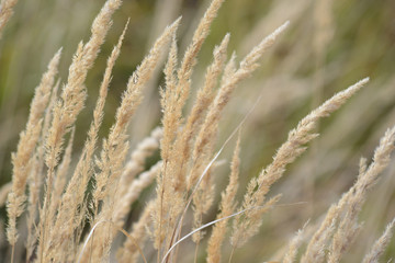 Obraz premium dry grass