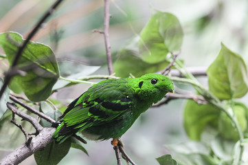 Lesser green broadbill (Calyptomena viridis)