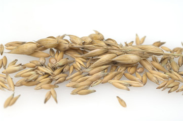 Hafer; Avena, sativa; Haferkorn;