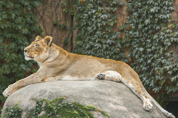 Female Lion