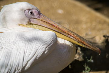 Pellicano che riposa