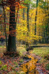 Wild autumn forest