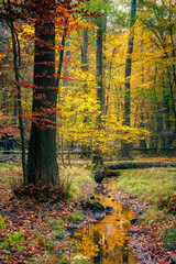 Obraz premium Wild autumn forest