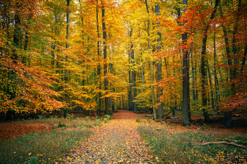 Autumn forest