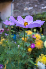 Fototapeta premium Fleur Cosmos