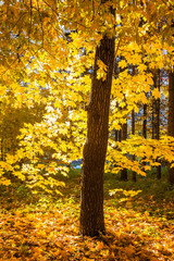 Tree in sunny autumn park