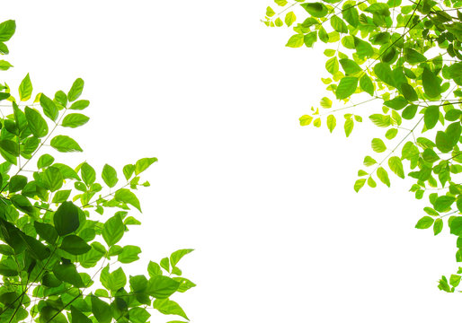 green leaf fream