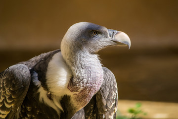 Grifone adulto - Gyps fulvus